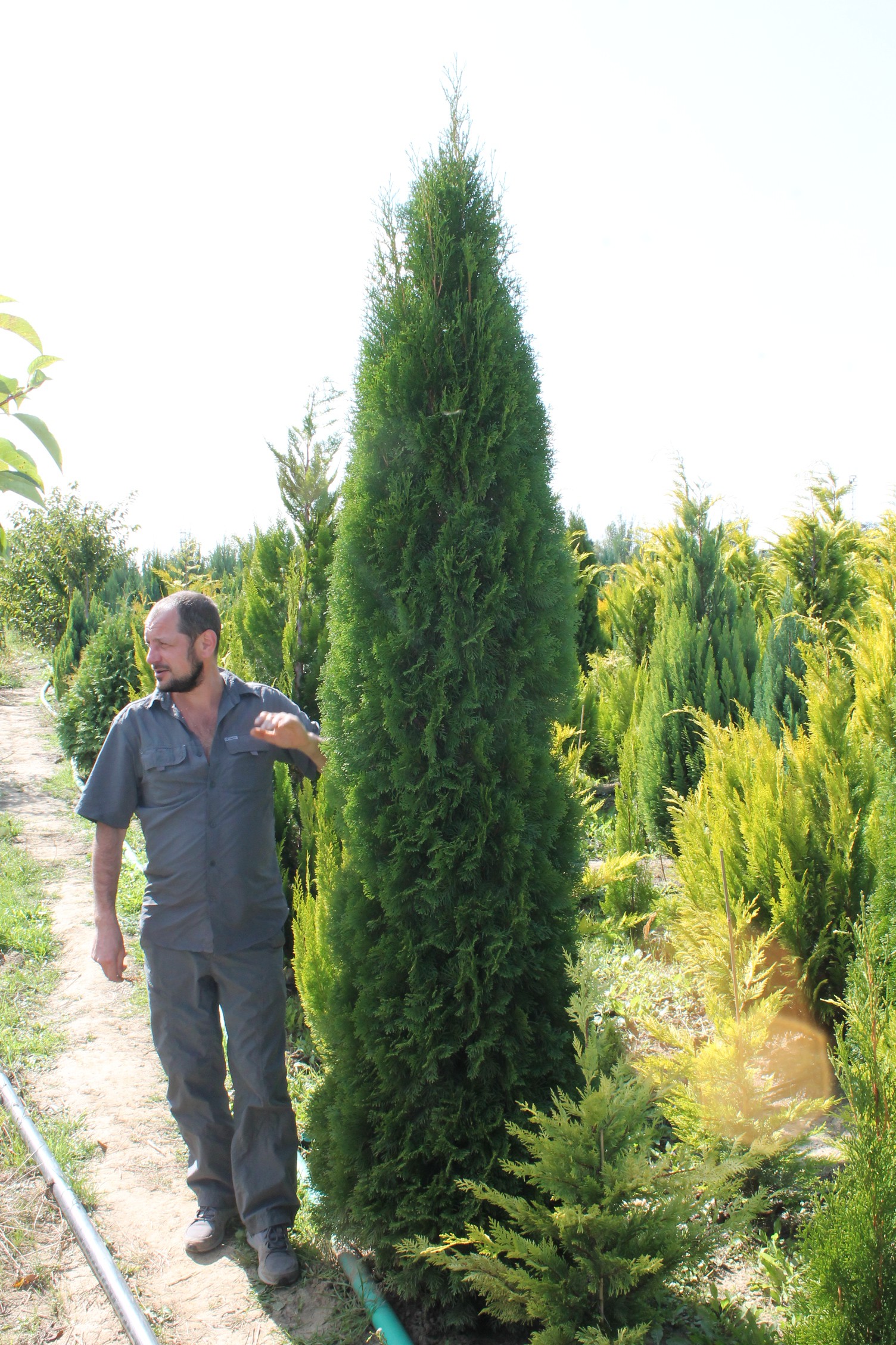 Tuya Smaragd on the site: the subtleties of planting and care 67 Tuya Smaragd on the site: the subtleties of planting and care 97