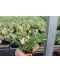 Фото, картинка, изображение Можжевельник китайский Exspansa variegata