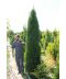 Фото, картинка, изображение Туя западная Smaragd 1,5-1,75 м