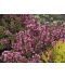 Фото, картинка, изображение Вейгела цветущая Victoria,горшок P9