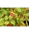 Фото, картинка, изображение Вейгела цветущая Loomansii Aurea,горшок P9