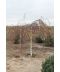 Фото, картинка, зображення Береза плакучая Юнги, 1,80 м