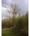 Фото, картинка, зображення Бук лесной (европейский) 14-16 м