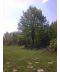 Фото, картинка, изображение Бук лесной (европейский) 9-10 м