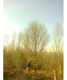 Фото, картинка, изображение Бук лесной (европейский) 8-9 м