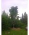 Фото, картинка, изображение Бук лесной (европейский) 10-12 м