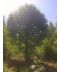 Фото, картинка, изображение Бук лесной (европейский) 7-8 м
