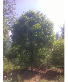 Фото, картинка, зображення Бук лесной (европейский) 6-7 м