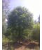 Фото, картинка, изображение Бук лесной (европейский) 6-7 м