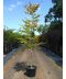 Фото, картинка, изображение Бук лесной (европейский) 3-4 м