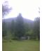 Фото, картинка, изображение Сосна кедровая европейская 10-12 м
