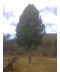 Фото, картинка, зображення Сосна кедровая европейская 8-9 м