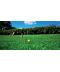 Фото, картинка, зображення Газонная трава DLF-Trifolium Турфлайн Ornamental (Орнаментал), 1 кг