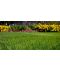 Фото, картинка, зображення Газонная трава DLF-Trifolium Универсал Рark (Парк), 20 кг
